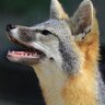 Sly Gray Fox