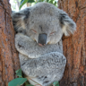 knackered.koala