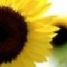 sunflower85