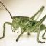 grasshopperking