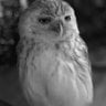 Owlie