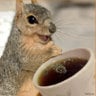 CaffeinatedSquirrel