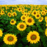 sunflowersmiles
