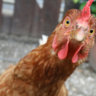 5150 Chicken Lady