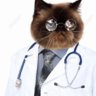 doctorkitty