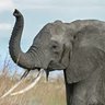 Elephant.95