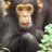 ChimpanzeeMinky