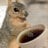 CaffeinatedSquirrel